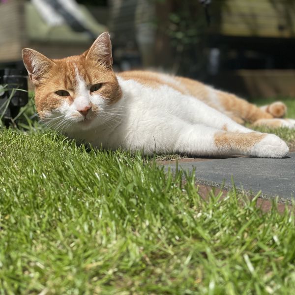 Bobbie, Tommie uit Woerden zoekt een Kattenoppas
