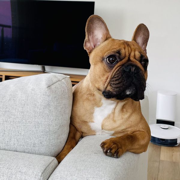 Nando uit Leiden zoekt een Hondenoppas