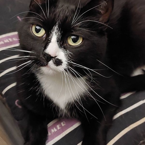 Athena uit Assen zoekt een Kattenoppas