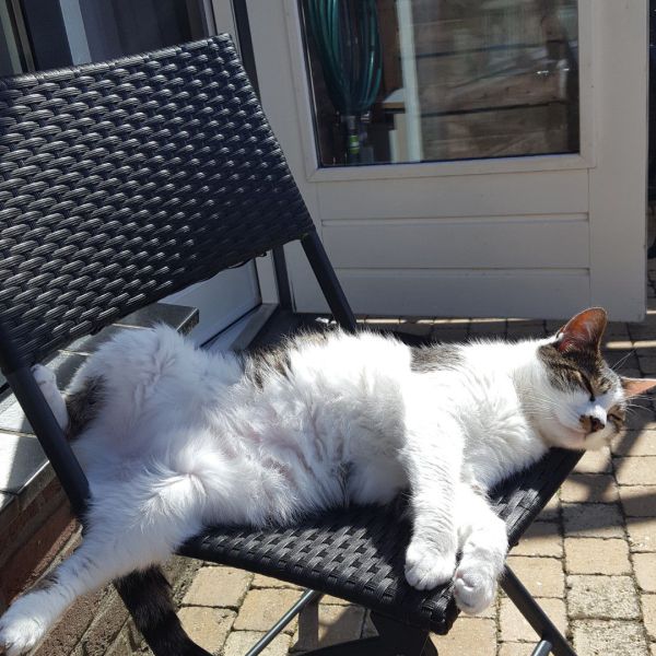 Django uit Zoetermeer zoekt een Kattenoppas