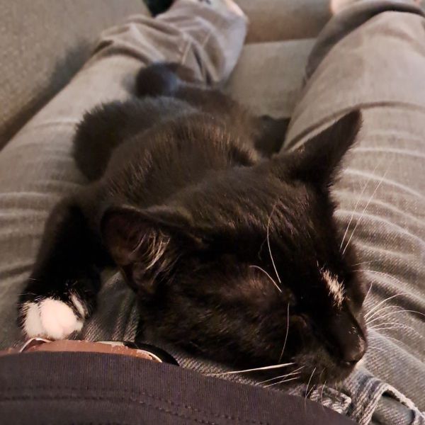 Mies, Loena uit Haarlem zoekt een Kattenoppas