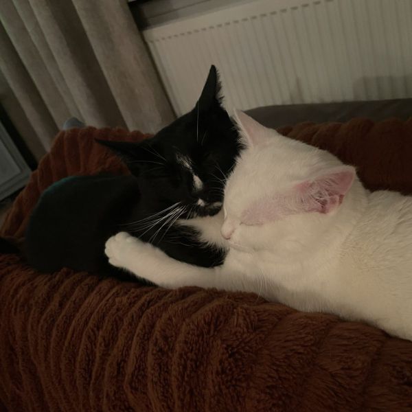 Joop, Kik uit Utrecht zoekt een Kattenoppas