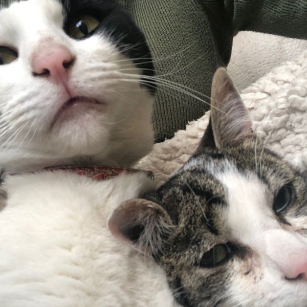Gizmo, Levi uit Zaltbommel zoekt een Kattenoppas
