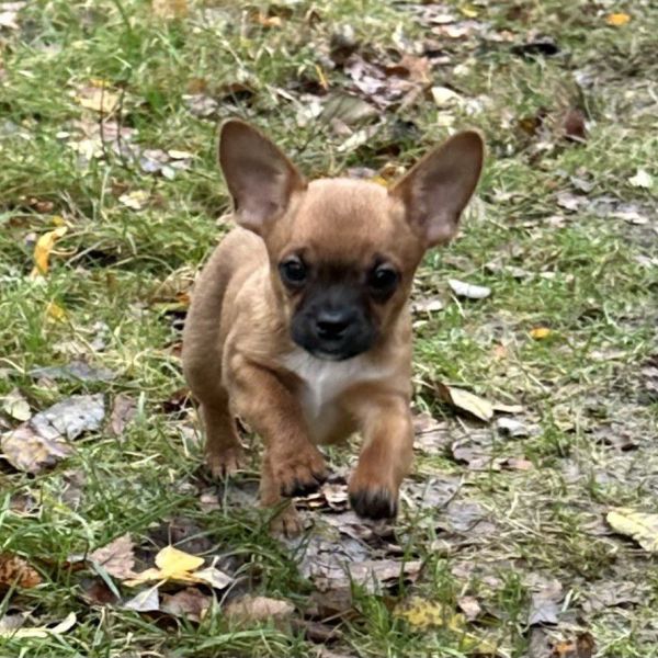 Mimi, Bougie, Sjors uit Steenbergen zoekt een Hondenoppas