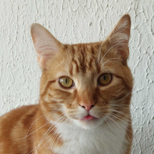 Nótt, Týr uit Veenendaal zoekt een Kattenoppas