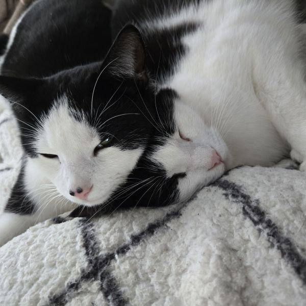 Bollie , Mickey en Jippie uit Harderwijk zoekt een Kattenoppas