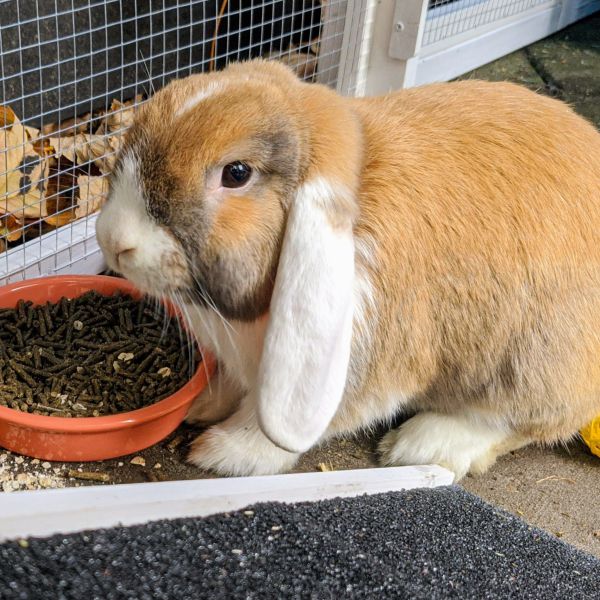 Vlekje uit Castricum zoekt een Knaagdierenoppas