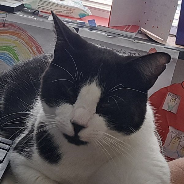 Vlekje uit Nootdorp zoekt een Kattenoppas