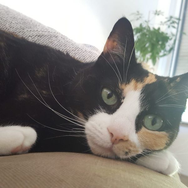 Noa uit Bemmel zoekt een Kattenoppas