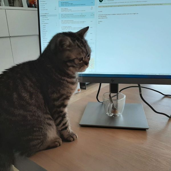 Tommie uit Zeist zoekt een Kattenoppas