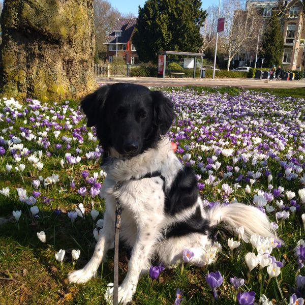 Charlie uit Utrecht zoekt een Hondenoppas