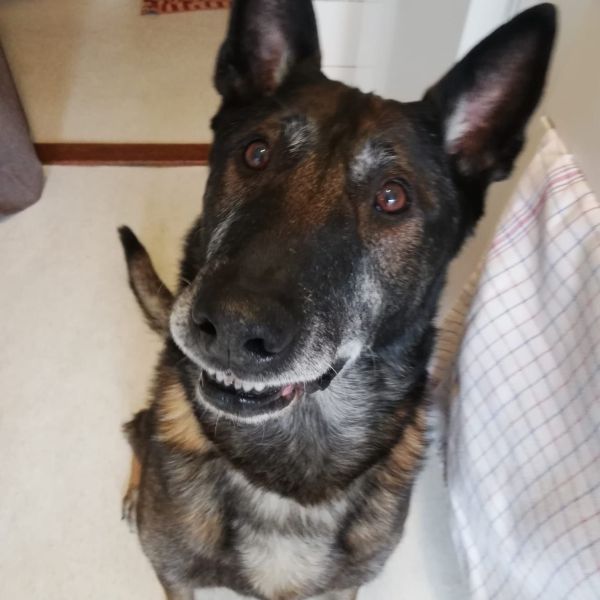 Wally uit Utrecht zoekt een huisdierenoppas