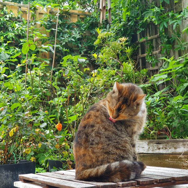 Siep, Rosa uit Leiden zoekt een Kattenoppas