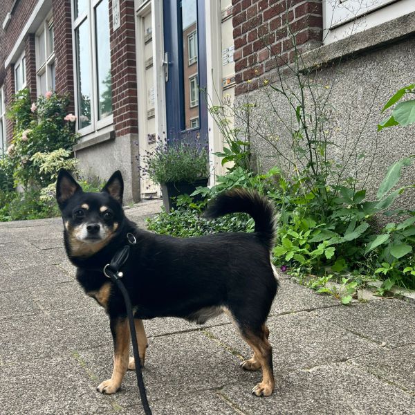 Meneer Jansse, Wilma, Vincent van Gogh uit Rotterdam zoekt een Hondenoppas