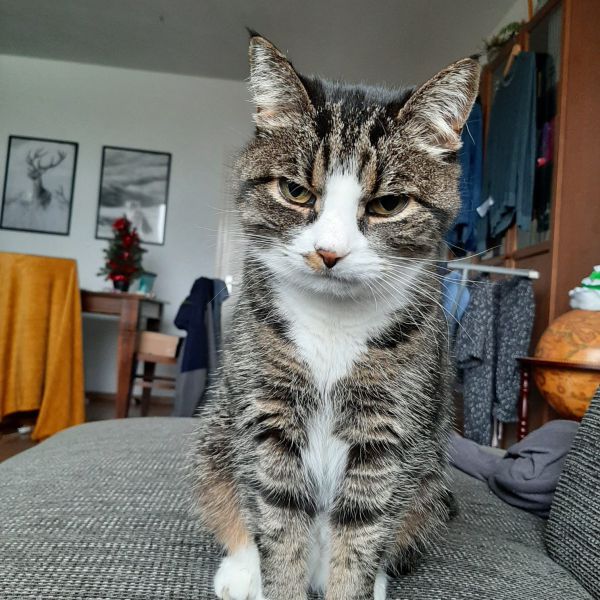 Jane uit Culemborg zoekt een Kattenoppas