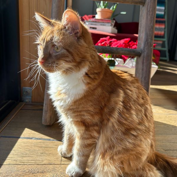 Melvin uit Den Haag zoekt een Kattenoppas