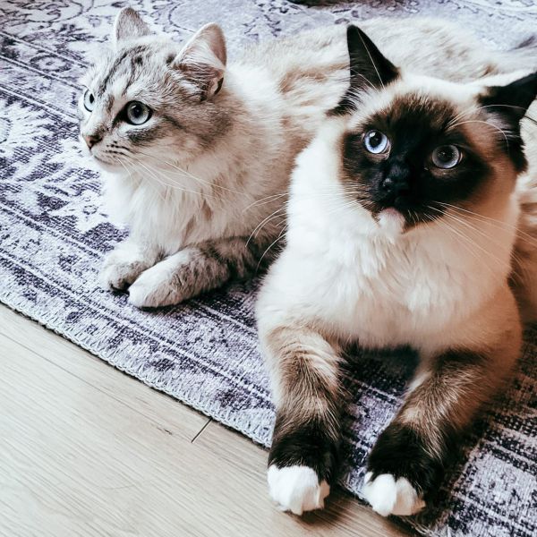 Bo (v) en Kees (m) uit Joure zoekt een Kattenoppas