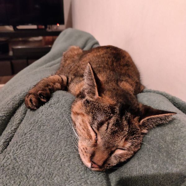 Puchi uit Groningen zoekt een Kattenoppas