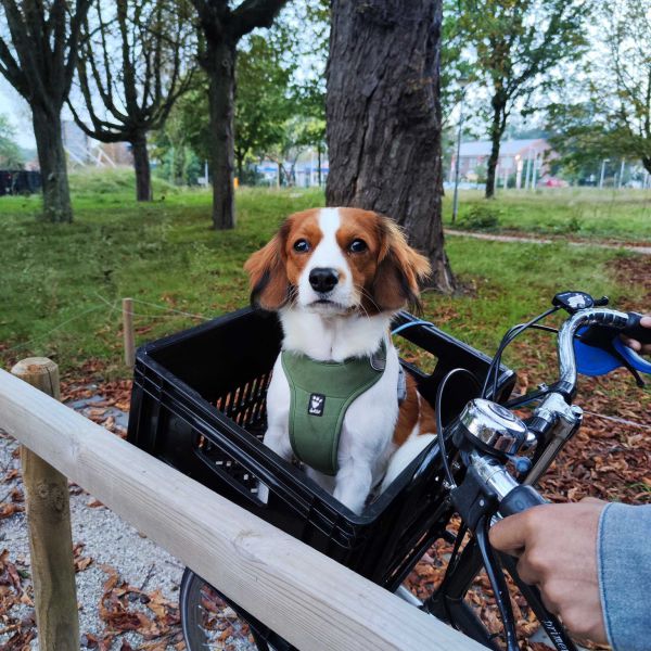 Milo uit Ede zoekt een Hondenoppas