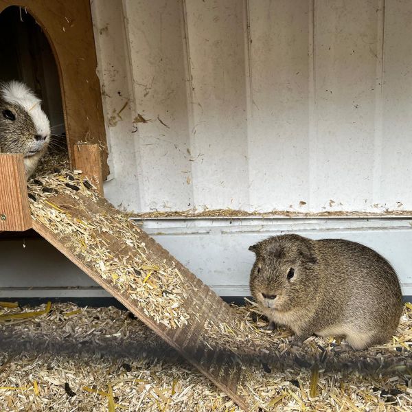 Parkieten, Cavia\'s uit Amersfoort zoekt een huisdierenoppas