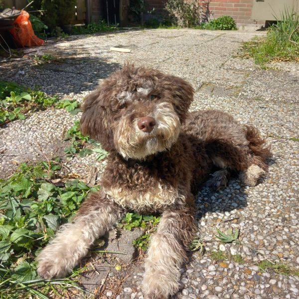 Guusje uit Dieren zoekt een Hondenoppas