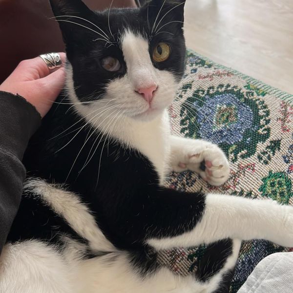 Ronnie uit Leiden zoekt een Kattenoppas