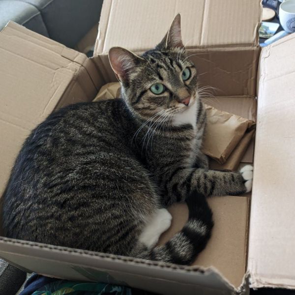 Chewie, Furiosa uit Voorburg zoekt een Kattenoppas