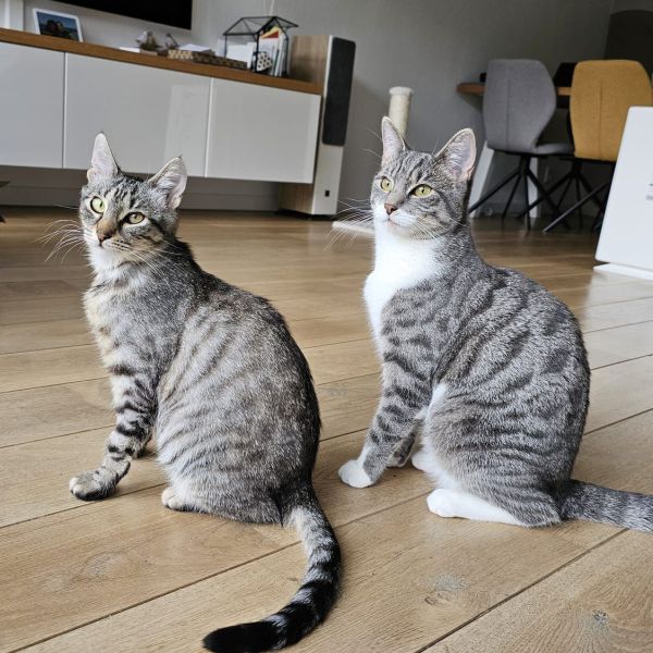 Sookie, Mila uit Nootdorp zoekt een Kattenoppas