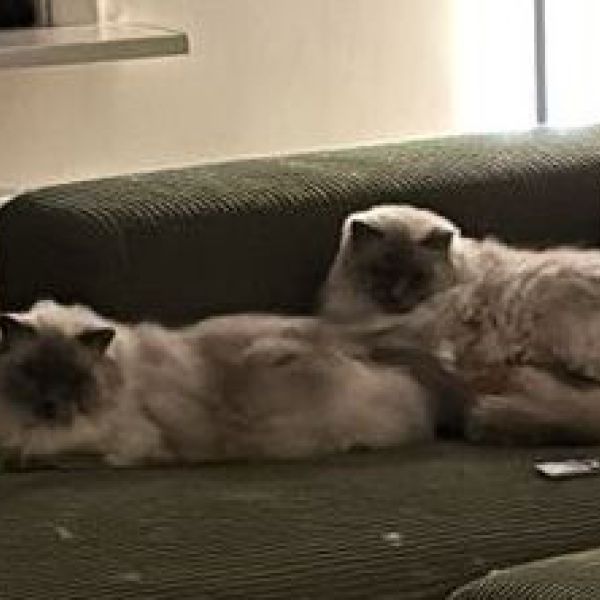 Ario, Coco uit Hengelo zoekt een Kattenoppas