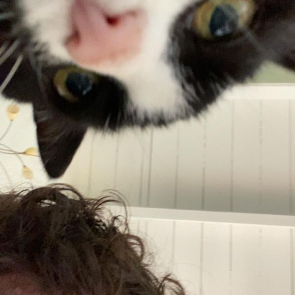 Kattenoppas Gidon uit Breda
