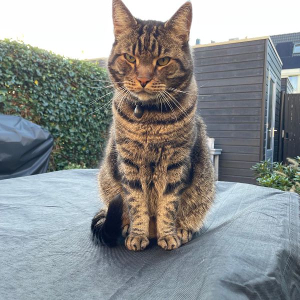 Grover, Grover uit Amsterdam zoekt een Kattenoppas