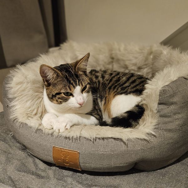 Stein uit Oegstgeest zoekt een Kattenoppas