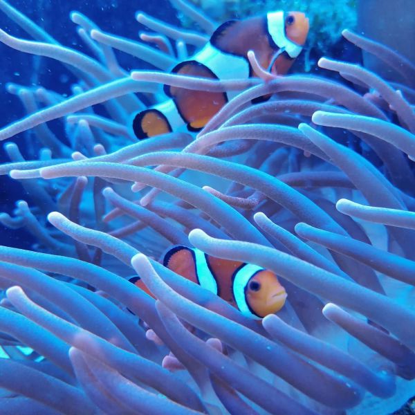 Nemo uit Veenendaal zoekt een Vissenoppas