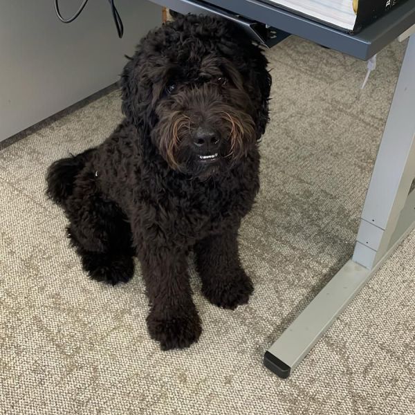 Jip uit Goes zoekt een Hondenoppas