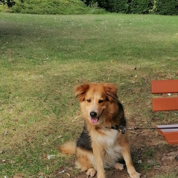 Casca uit Oude Wetering zoekt een Hondenoppas