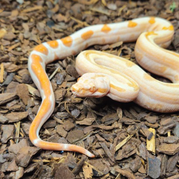 Boa constrictors uit Meppel zoekt een Reptielenoppas