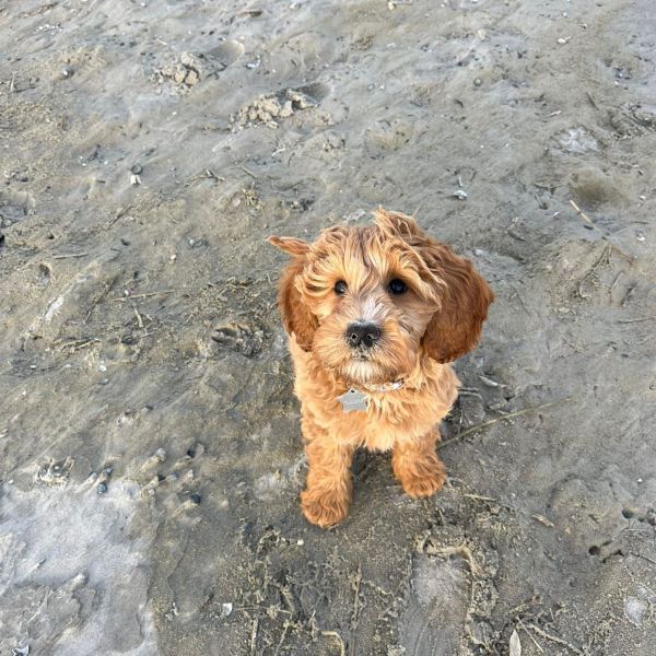 Koos uit Amersfoort zoekt een Hondenoppas