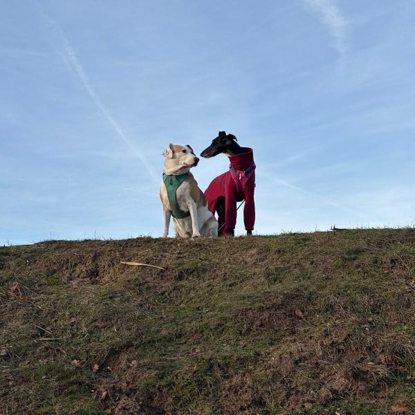 Pia, Mara uit Breda zoekt een Hondenoppas