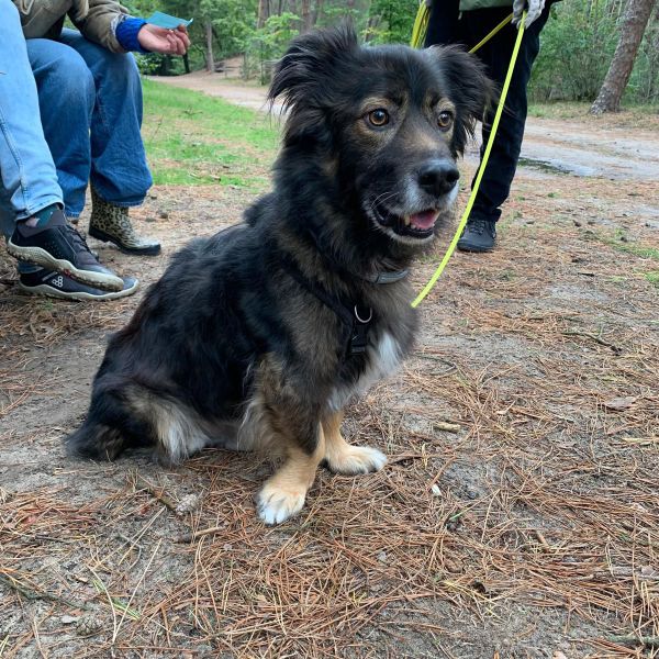 Boris uit Roosendaal zoekt een Hondenoppas