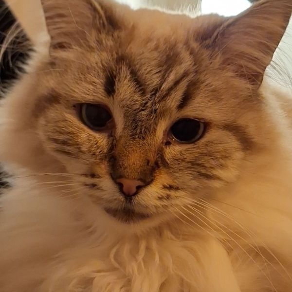 Kees uit Rotterdam zoekt een Kattenoppas