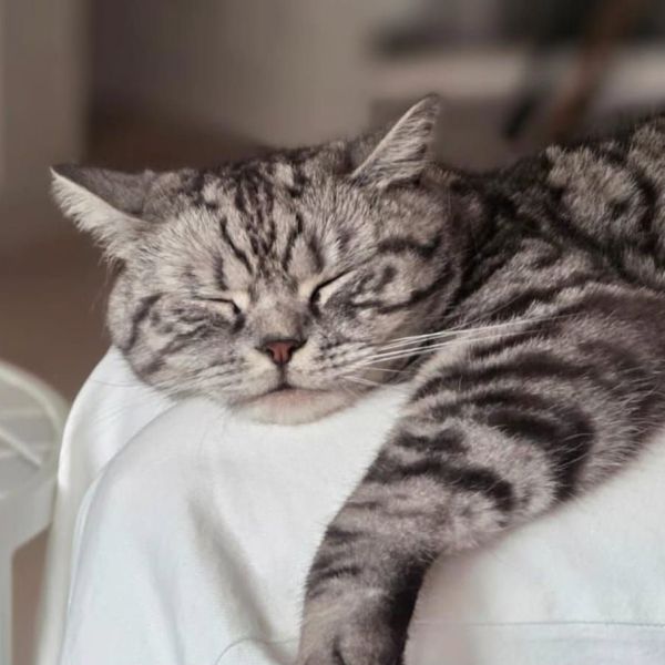 Gijs uit Hilversum zoekt een Kattenoppas