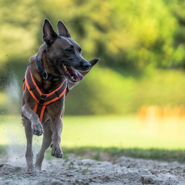Xenna uit Den Helder zoekt een Hondenoppas