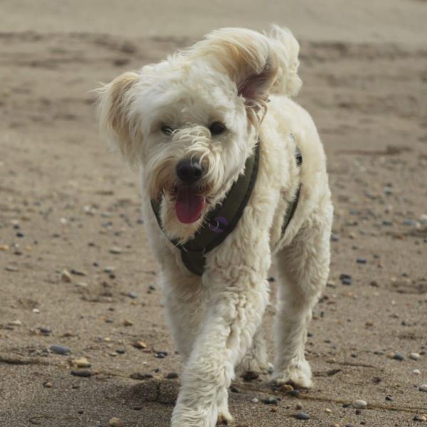 Sammy uit Castricum zoekt een Hondenoppas