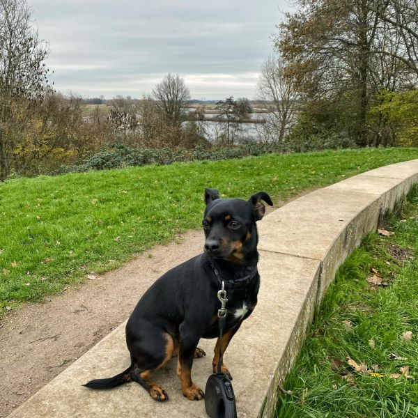 Jack uit Utrecht zoekt een Hondenoppas