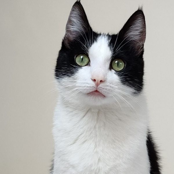 Pepi uit Rotterdam zoekt een Kattenoppas