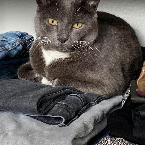 Cody uit Rosmalen zoekt een Kattenoppas