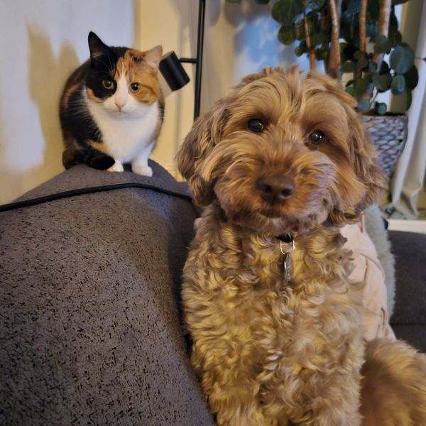 Hondenoppas Roos uit Hilversum