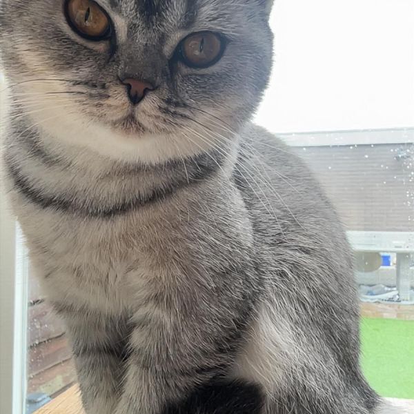 Huisdierenoppas Marly uit Bemmel