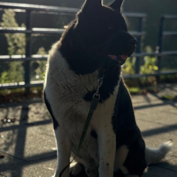 Sjors, Kita uit Helmond zoekt een Hondenoppas