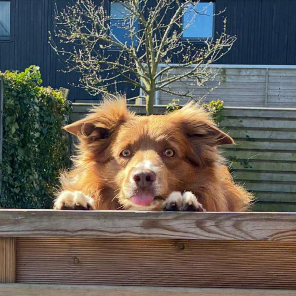 Sam, Jet, Snor uit Zevenaar zoekt een huisdierenoppas